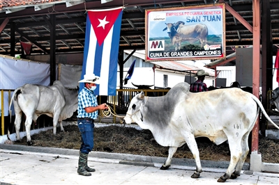 古巴举办国际农牧业展
