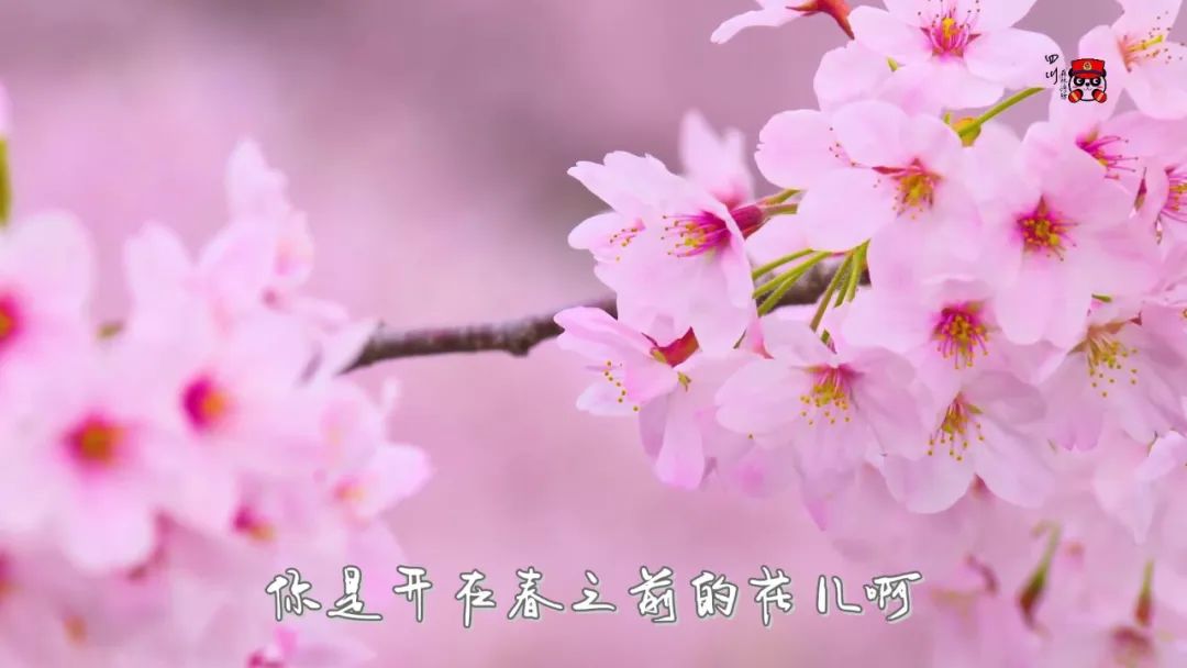清明祭英烈｜MV《开在春之前的花》