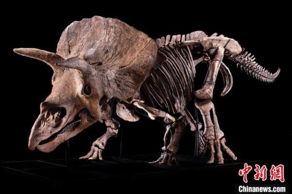 《最新国际研究：“大约翰”三角龙颅骨外伤可能是与同类恐龙打架造成的》</p